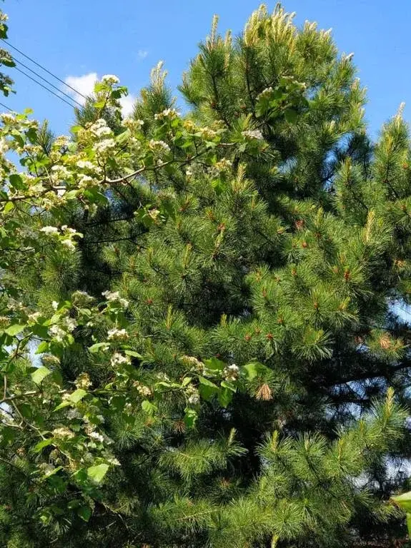 Дом в деревне Цаплино - Фото 32