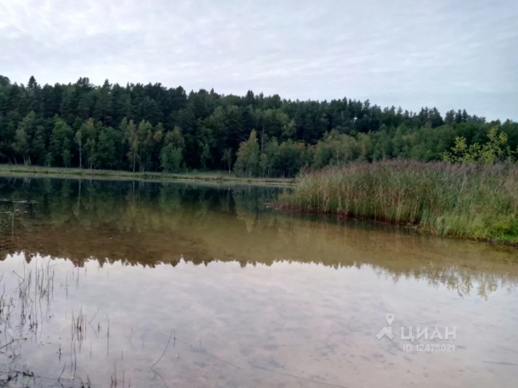 Торковичи лужский район фото