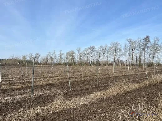 Продажа участка, Симбухово, Мокшанский район, ул. Школьная - Фото 7