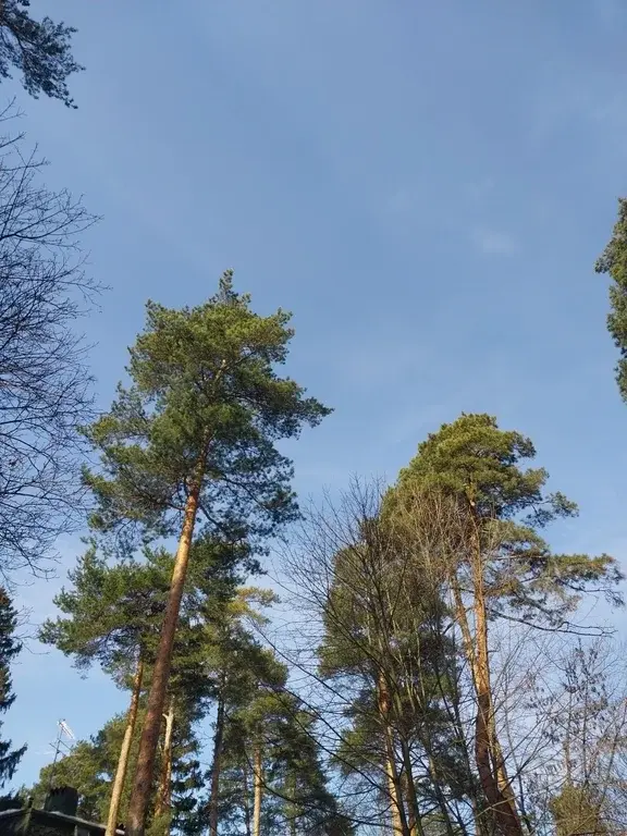 Участок 12 соток. д.Пехорка, Люберецкий р-н - Фото 7