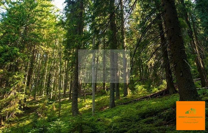 Продажа участка, Киевский, Киевский г. п., СНТ Лесная Поляна - Фото 1