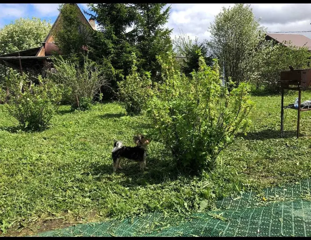 Срочно продается дом  на большом участке в д. Акатово Рузский р. - Фото 7