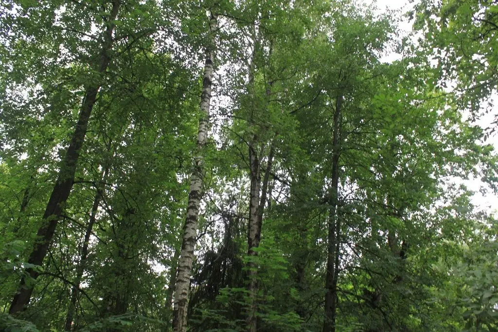 Участок лесной в стародачном посёлке ран Новодарьино на Рублевке - Фото 5