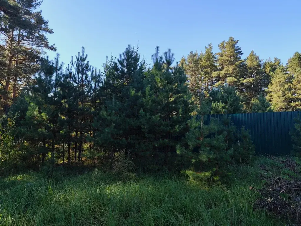 Продаю лесной участок около Храма в п. Горка - Фото 4