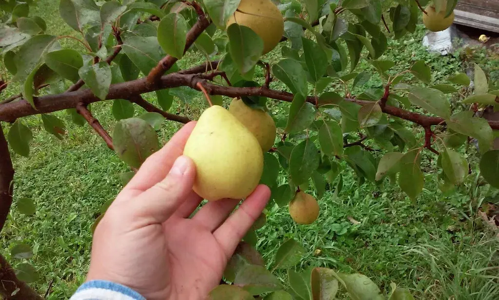 Татьянино александровская. Груша скороспелка Свердловская. Груша памяти Яковлева. Груша скороспелка из Мичуринска.