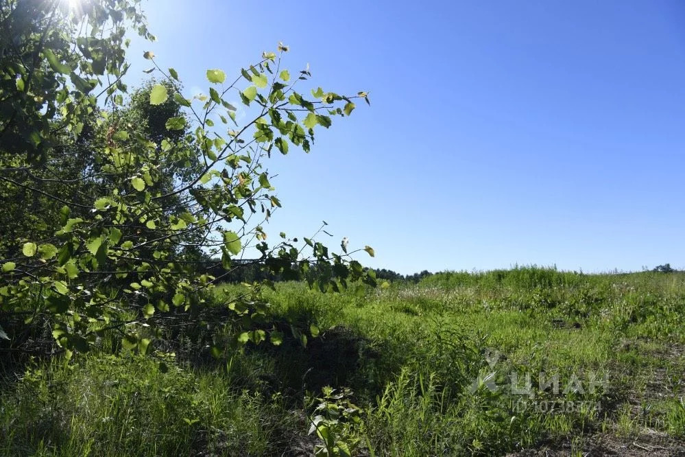 земельные участки рядом с лесом. березняки ижс. дивный-2 сергиево-посадский район. земельный участок тюмень московский. участок 10 соток.
