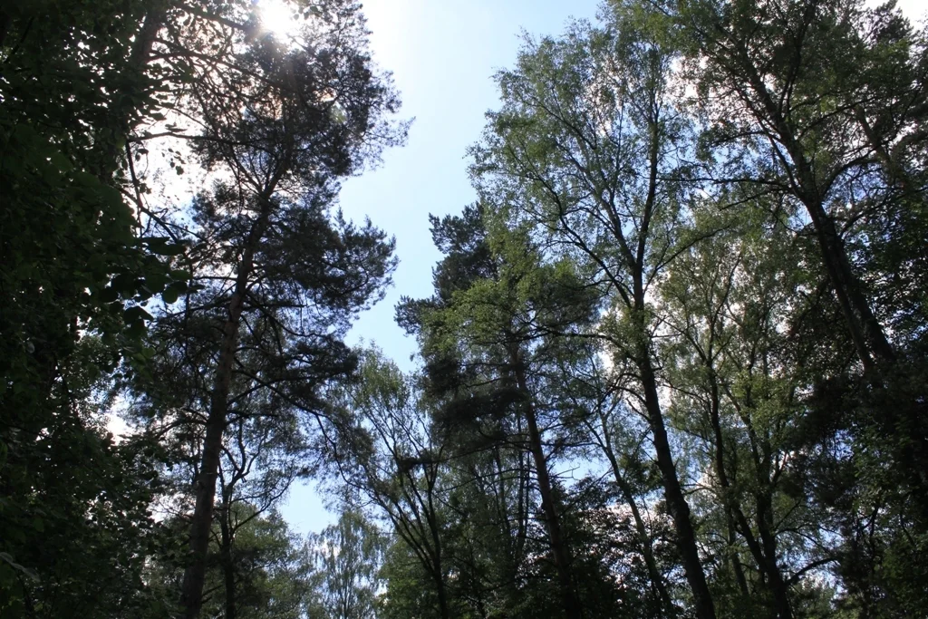 Лесной участок на территории санатория, рядом река, экология, тишина. - Фото 0