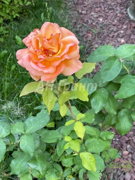 Продажа жилого дома в Дубовое - Фото 21