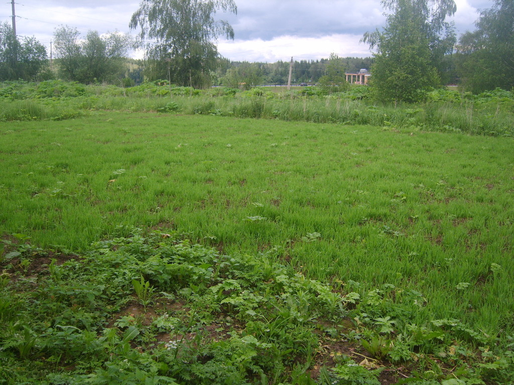 участок в чаще