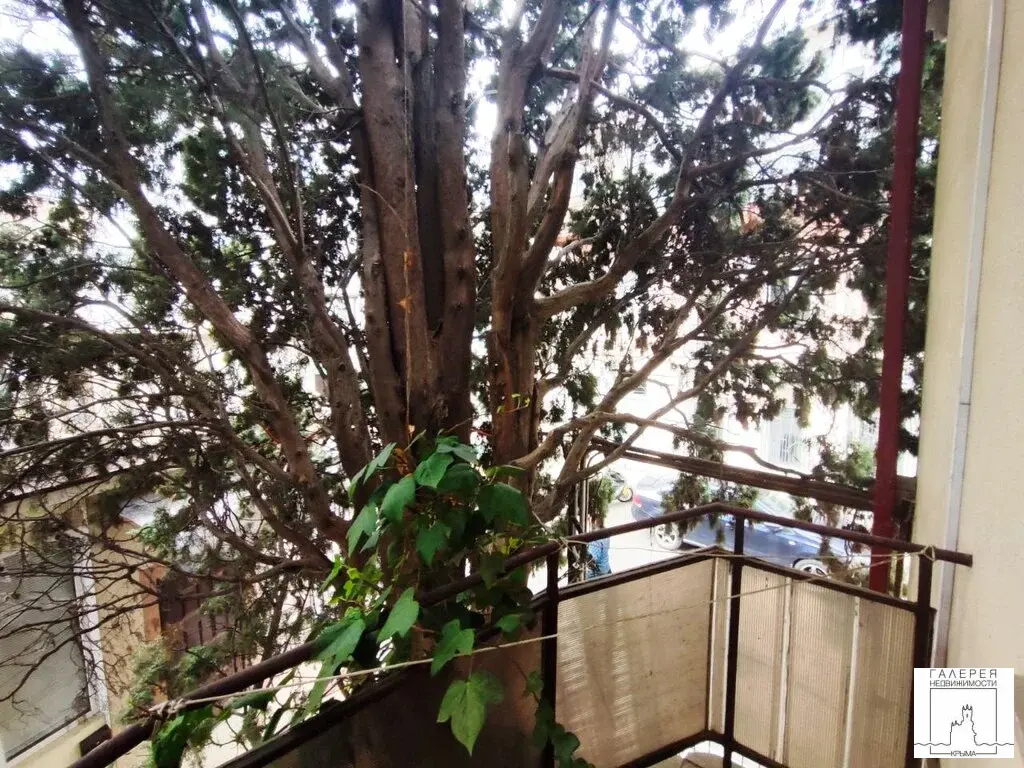 №4549 Гостевой дом у моря в Ялте (100 м до Массандровского пляжа) - Фото 16