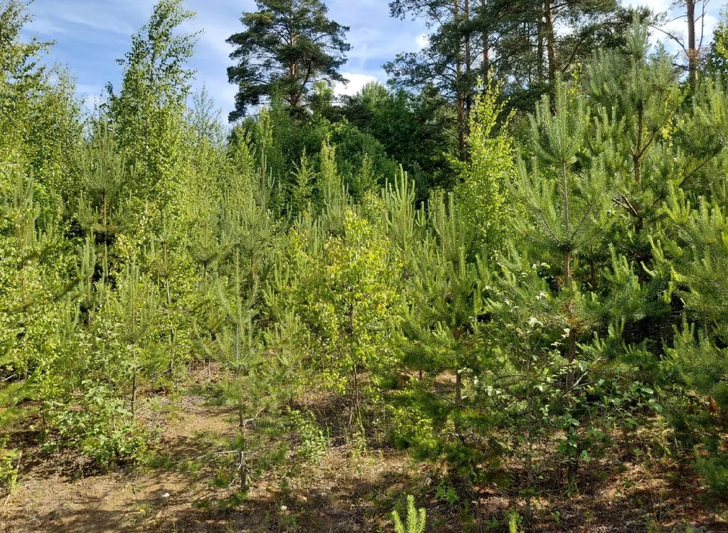 Земельные участки общей площадью 17 546 кв.м. в Ленинградской области - Фото 2