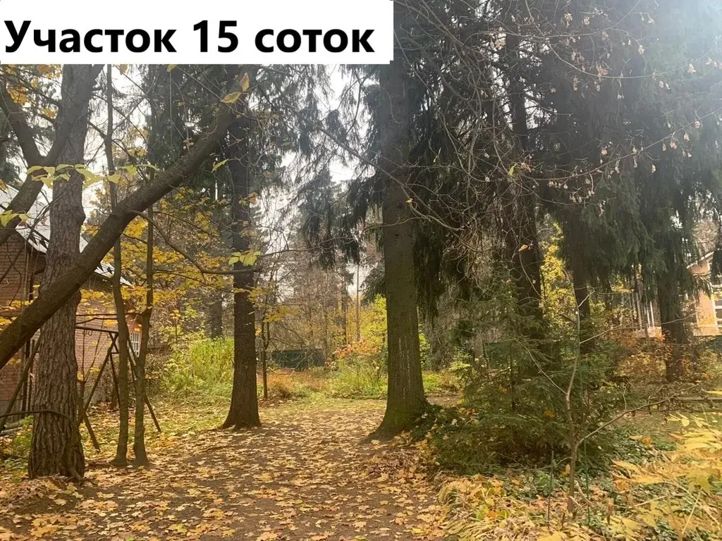 Челюскинский лес фото