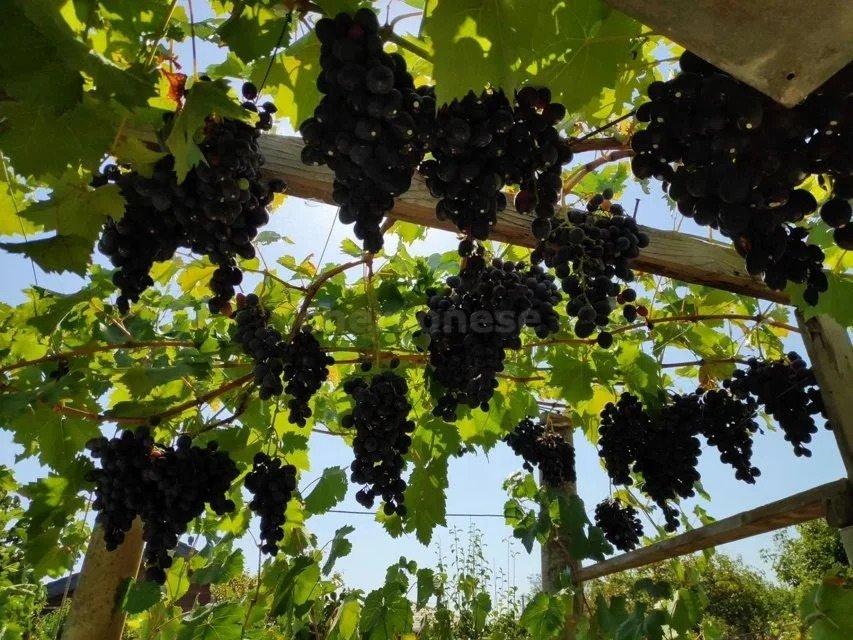 Продажа участка, Севастополь, территория СТ Сапун-гора - Фото 7