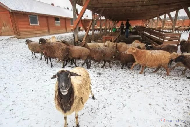 Продажа готового бизнеса, Солнечногорский район, д. Сергеевка - Фото 1