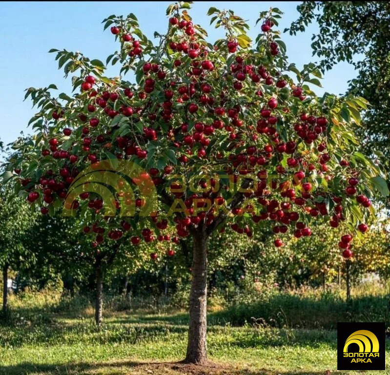 Продажа участка, Курчанская, Темрюкский район, улица Памяти 21-го - Фото 1