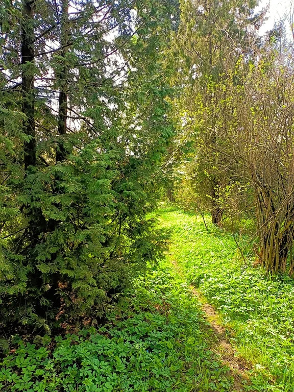 Продажа участка, Загорянский, Щелковский район, ул. Матросова - Фото 11