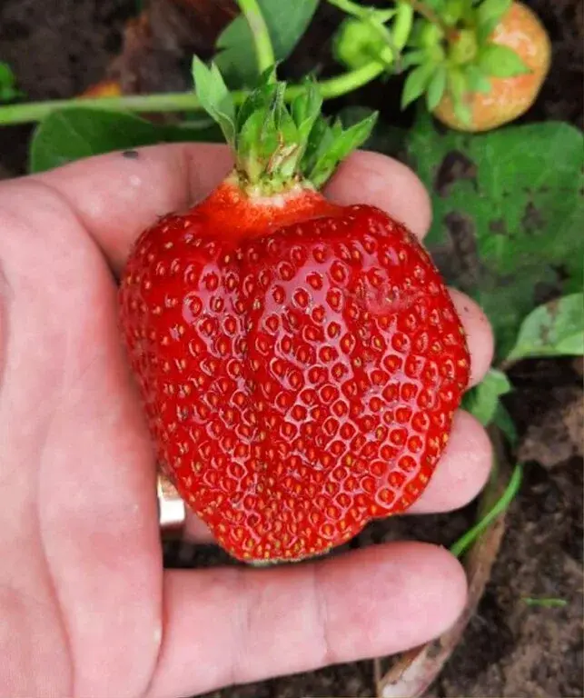 Дом в деревне Тимохино - Фото 33