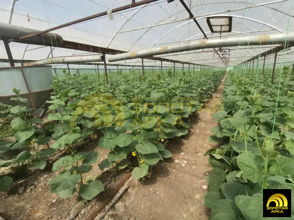 Продажа производственного помещения, Старонижестеблиевская, ... - Фото 4