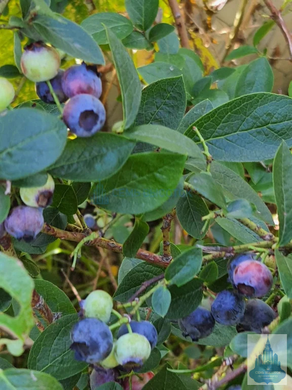 Продажа дома, Подольский район, 12 - Фото 36