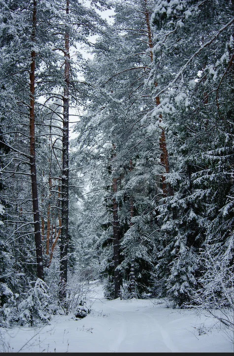 Продажа участка, Наумовская, Шатурский район - Фото 3