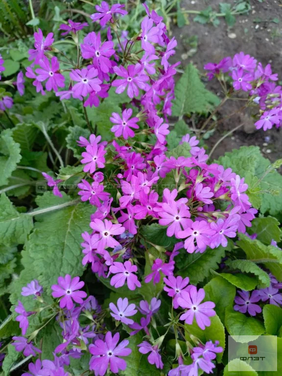 Продажа дома, СДТ Овощник-2, Высокогорский район, 7-я аллея - Фото 19