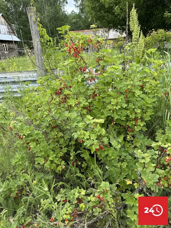 В продаже участок в живописном месте п. Муравьевка - Фото 5