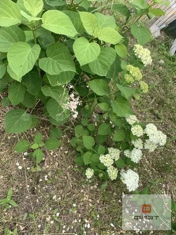 Продажа дома, Лаишево, Лаишевский район, тер. сдт Меша - Фото 18