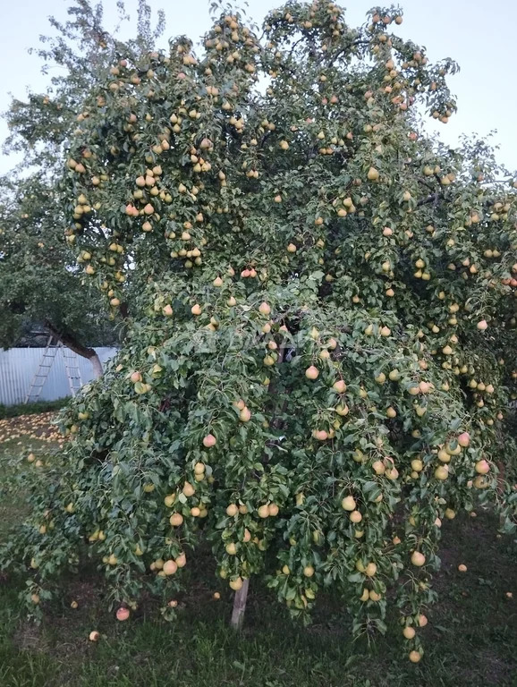 Собинский район, село Черкутино, улица Ворошилова,  дом на продажу - Фото 22