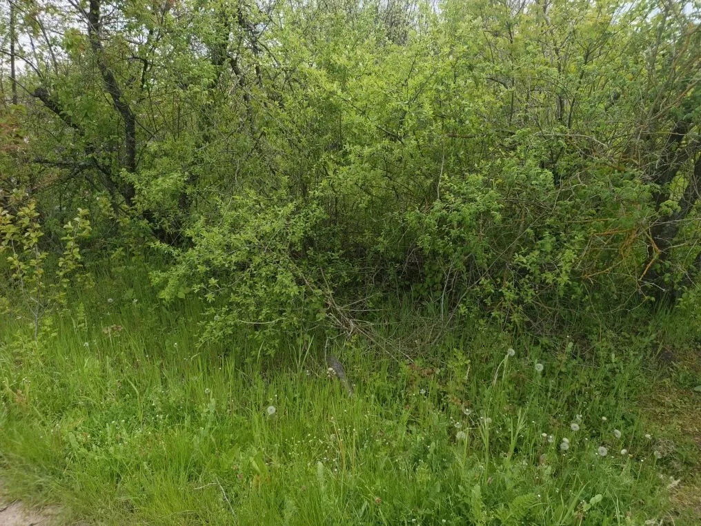 Продажа участка, Бончковский, Северский район - Фото 3