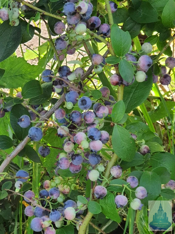 Продажа дома, Подольский район, 12 - Фото 37