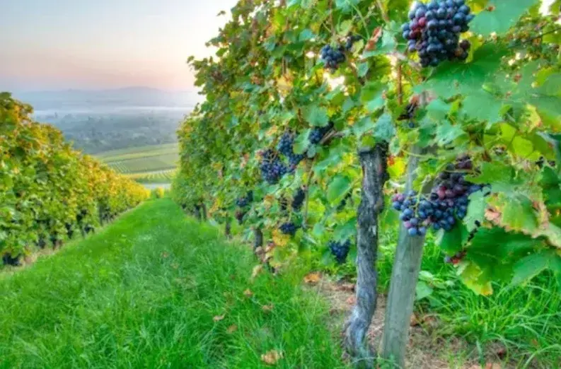 Ферма с производством вина и оливкового масла в Тоскане, Италия - Фото 3