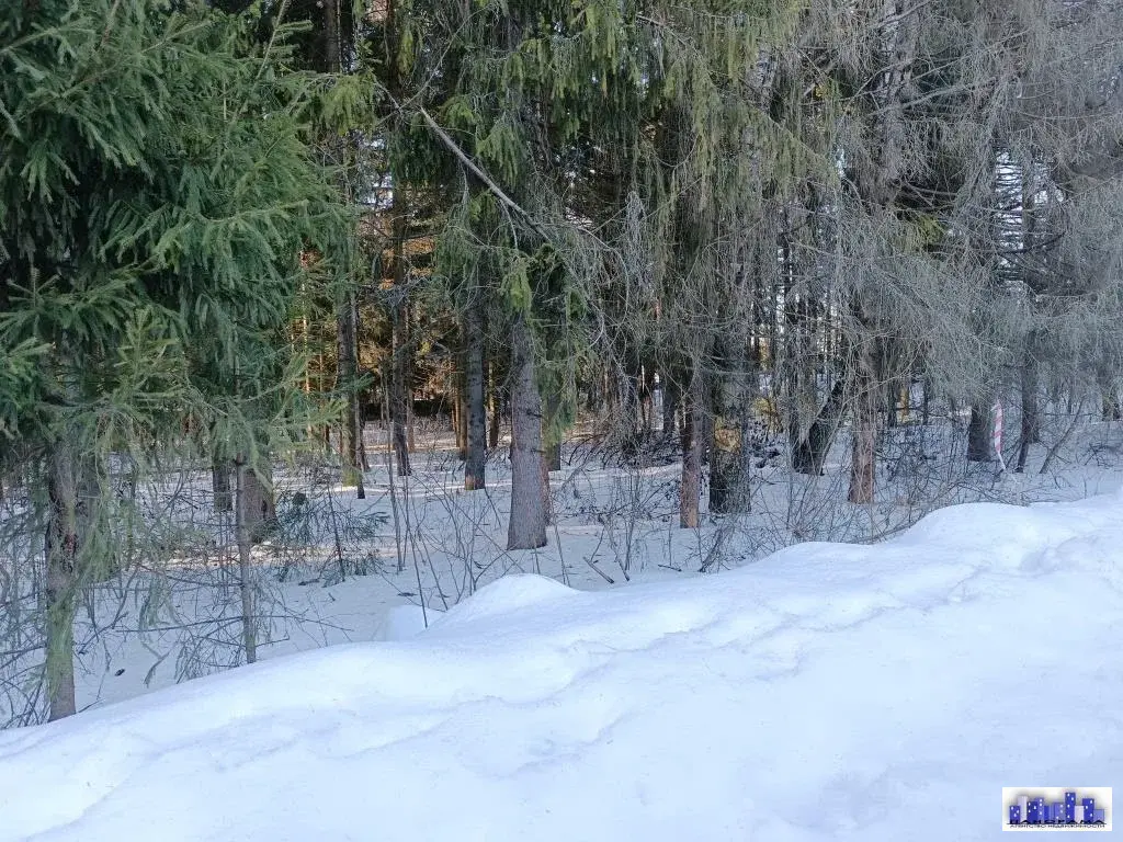 15 соток в д. Михайловка с лесными деревьями - Фото 3