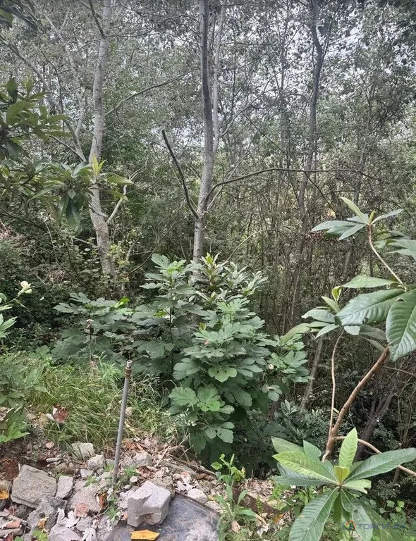 Продажа участка, Сочи, ул. Санаторная - Фото 2