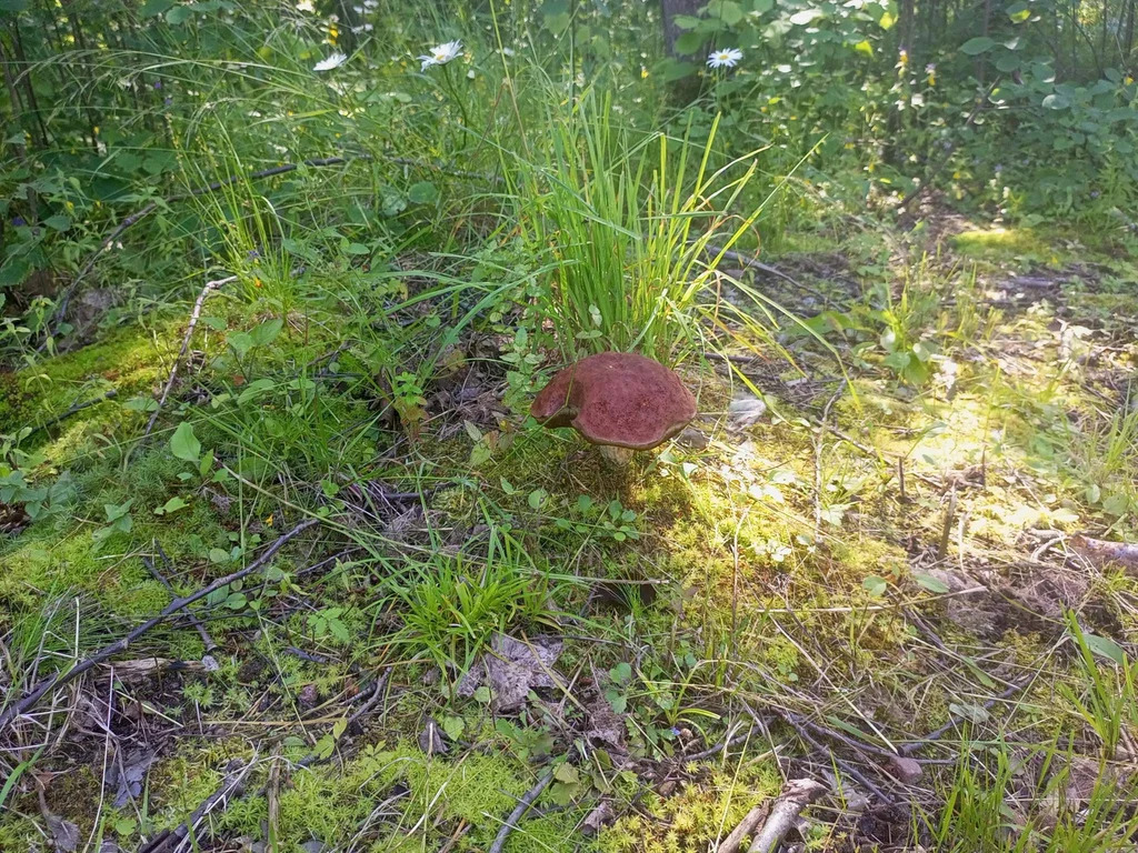 Продается земельный участок 23 сот. - Фото 16