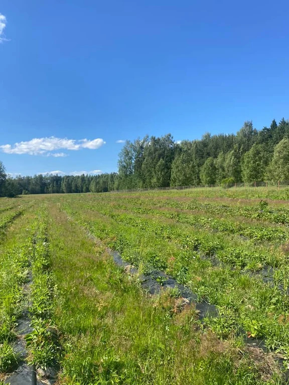 Продажа участка, Очево, Дмитровский район - Фото 0
