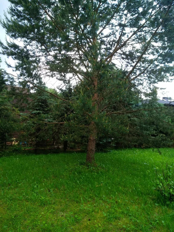 Продажа участка, Николо-Урюпино, Красногорский район, ул. Липовая - Фото 10