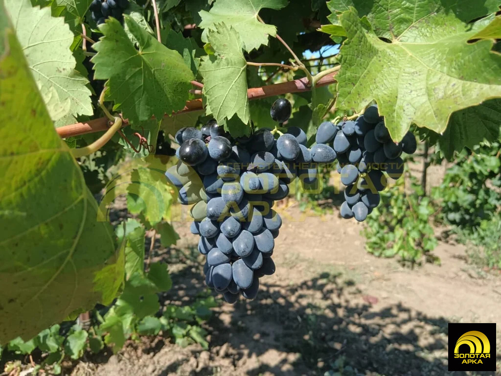 Продажа участка, Старотитаровская, Темрюкский район, Ильича пер. - Фото 9