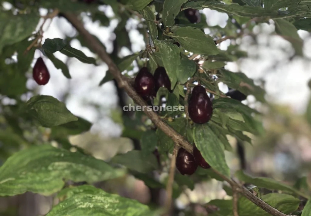 Продажа участка, Севастополь, территория СТ Сосновый Бор - Фото 5