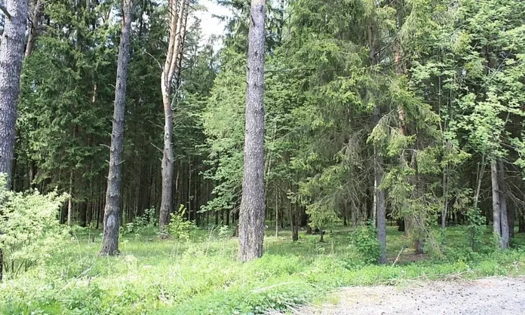 Продажа большого лесного участка в поселке на Новорижском шоссе 18км - Фото 1