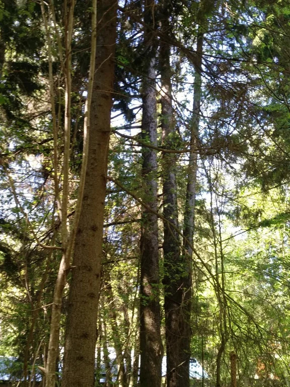 Продажа участка, Лобня, Кооперативная улица - Фото 0