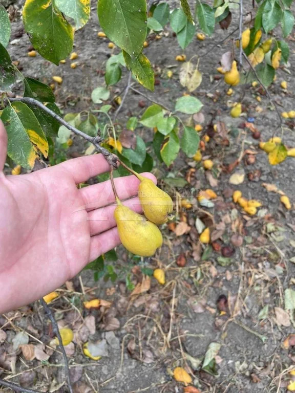 Продажа дома, Георгиевск, ул. Мира - Фото 30