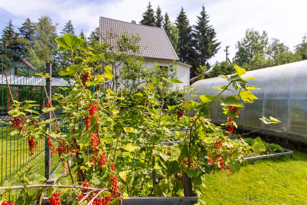 Дача у Вуоксы, всего 200 метров до воды – живите ближе к природе! - Фото 6