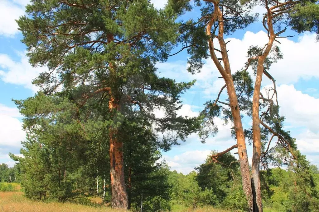 15 га ИЖС в пригороде Киржача , лесные участки - Фото 14