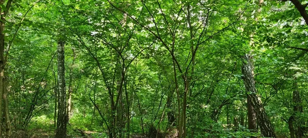 Лесной участок с рельефом около речки на Рублевке в 17 км от МКАД - Фото 7