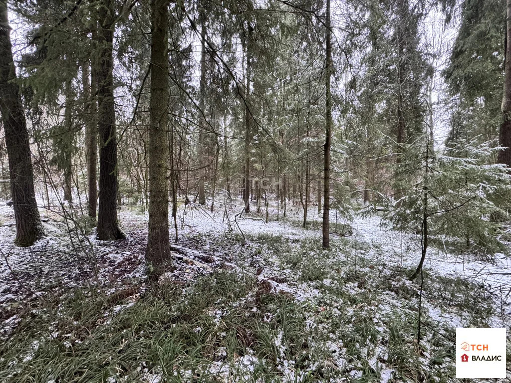 Продажа участка, Могильцы, Лотошинский район - Фото 5