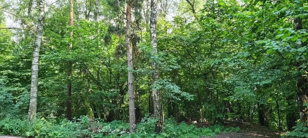 Лесной участок с рельефом около речки на Рублевке в 17 км от МКАД - Фото 3