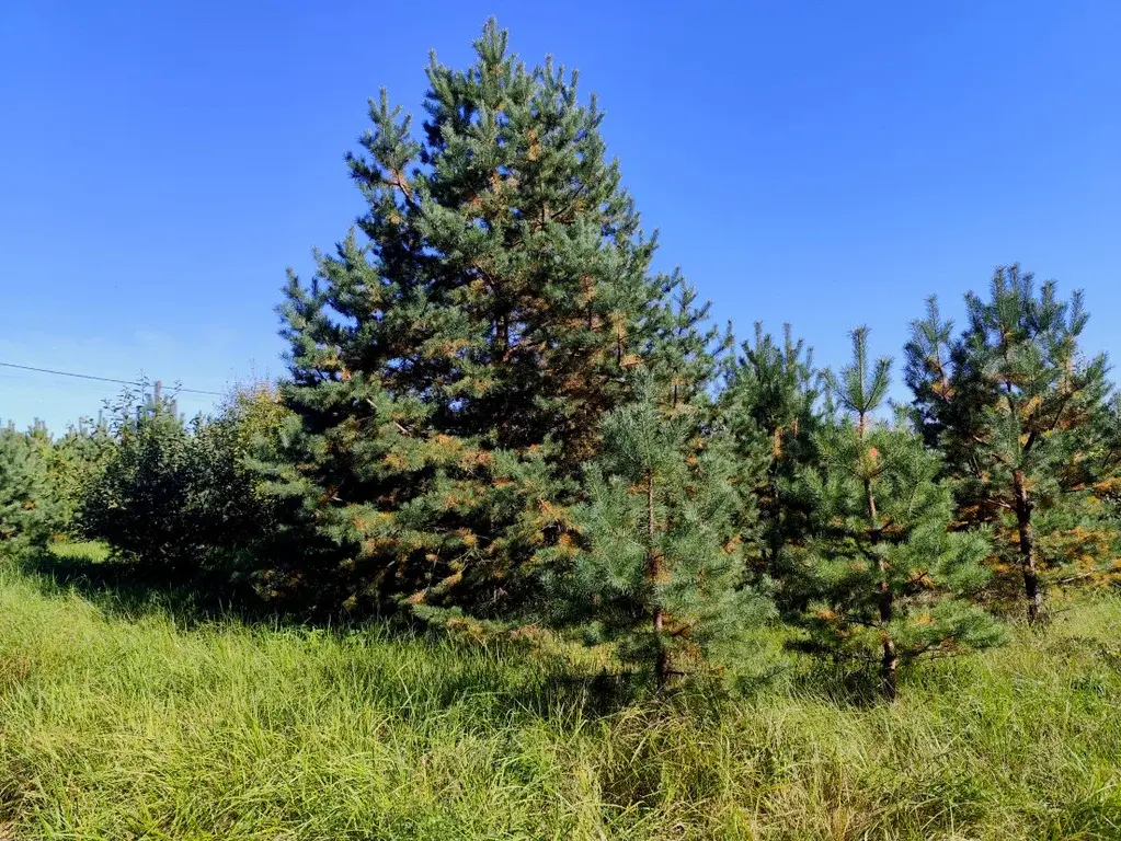 Продаю лесной участок около Храма в п. Горка - Фото 3