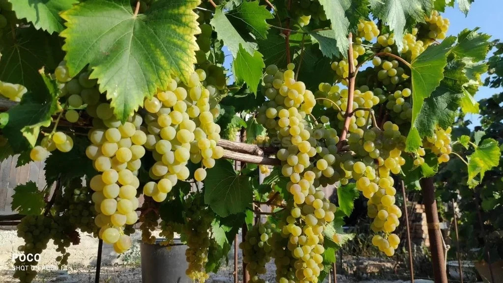 Продажа участка, Севастополь, территория СТ Сапун-гора - Фото 6