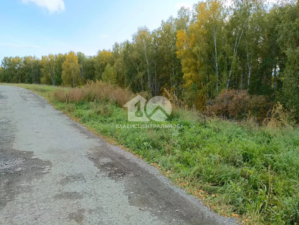 Новосибирский район, садовое товарищество Чайка, земля на продажу - Фото 6