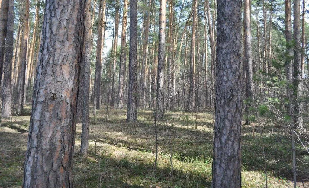 Продажа земельного участка, Сысерть, микрорайон "Адажио" - Фото 0